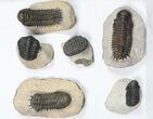 Lot: Assorted Devonian Trilobites - Pieces #84733-2